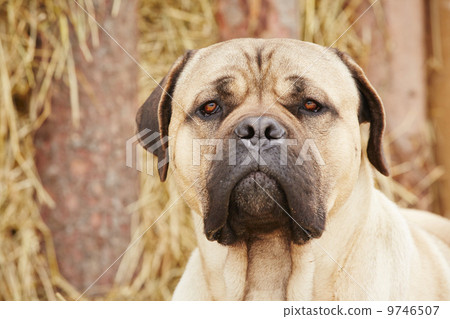 Dog in the farm 9746507