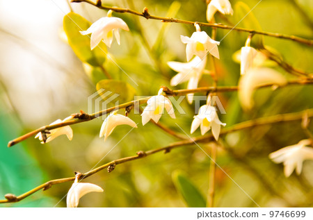 Beautiful Orchid Flower Floral Beautiful Orchid Flower Floral 9746699
