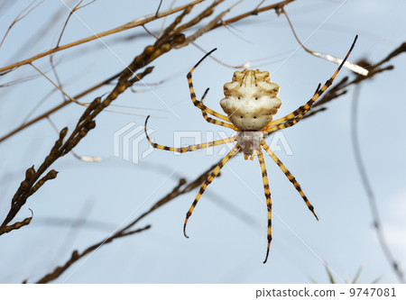 Spider argiope lobed 9747081