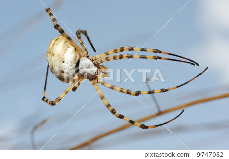 Spider argiope lobed Spider argiope lobed 9747082