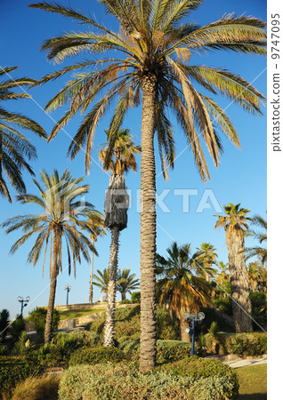 Old Jaffa 9747095