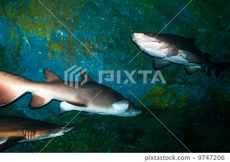 Sand tiger sharks (Carcharias taurus) underwater 9747206