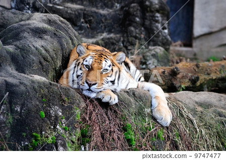 A tiger A tiger 9747477