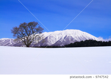 One cherry tree of Koiwai farm and Mt. Iwate 9747542