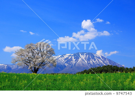 One cherry tree of Koiwai farm and Mt. Iwate 9747543