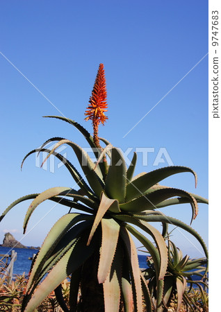 Aloe flowers One large stock Aloe flowers One large stock 9747683