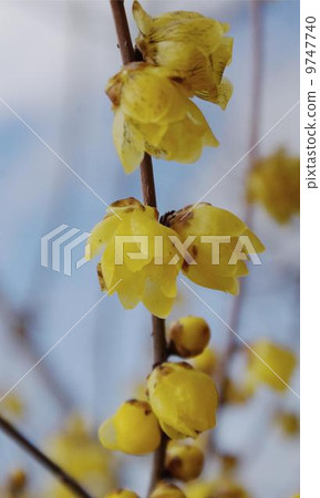 Rowby 01 9747740