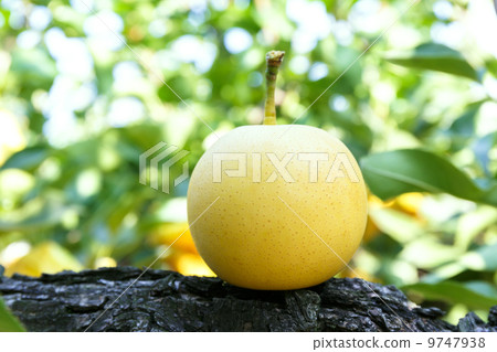 Twentieth Century Pear Twentieth Century Pear 9747938