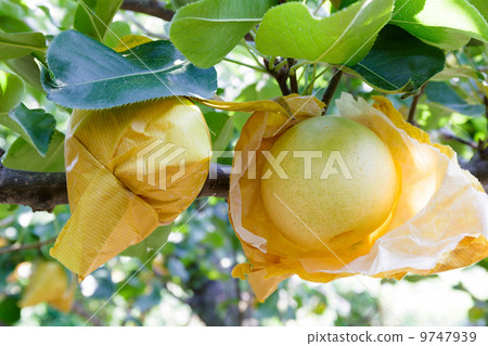 二十世紀的梨 9747939