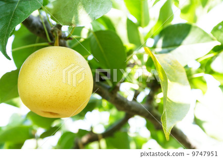 Twentieth Century Pear 9747951