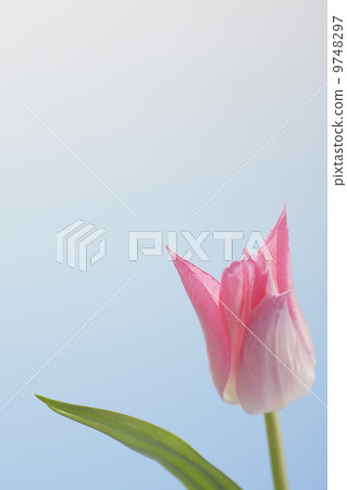 Tulip Tulip 9748297
