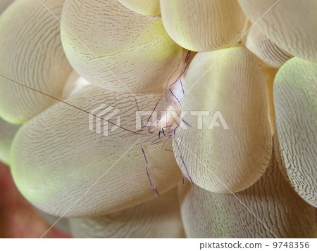Bubble Coral Shrimp Bubble Coral Shrimp 9748356