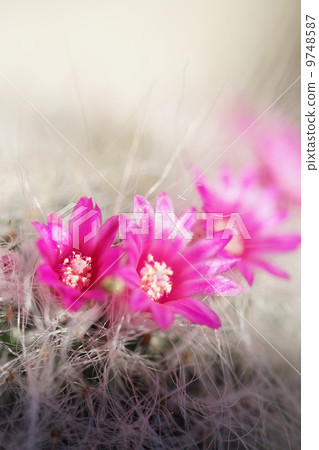 Small flower onion Small flower onion 9748587