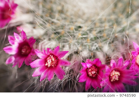 Small flower onion Small flower onion 9748590