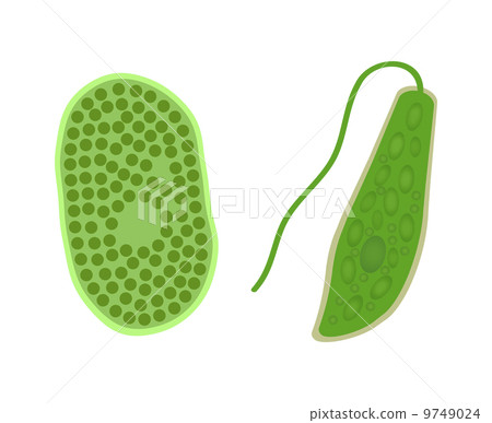 Microorganism 9749024