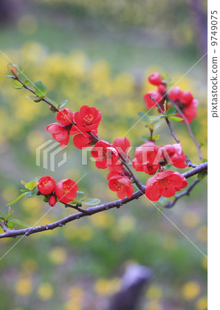 鮮花盛開在春天盛開的鮮花 9749075