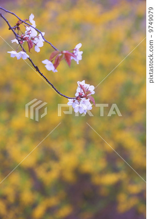 Image of spring Cherry blossoms and Forsythia Image of spring Cherry blossoms and Forsythia 9749079