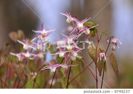 Satoyama's Spring Ikari grass 9749237