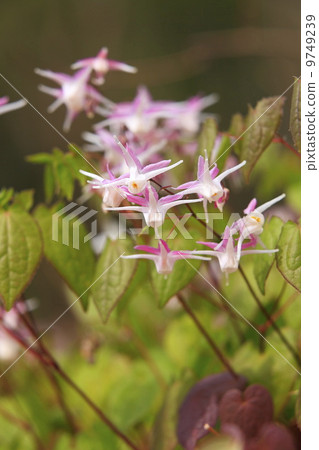 Satoyama's Spring Ikari grass Satoyama's Spring Ikari grass 9749239