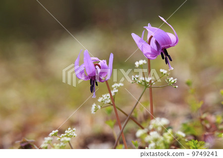 Satoyama's Spring Japanese flower flower Satoyama's Spring Japanese flower flower 9749241