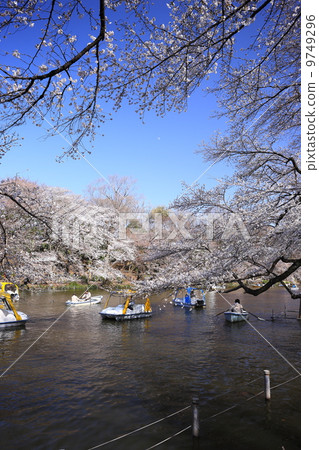 Sakura in full bloom and Inokashira Park 9749296