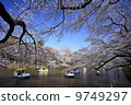 盛開的櫻花和井之頭公園 9749297