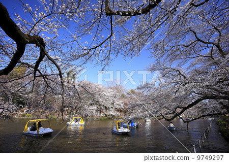 盛開的櫻花和井之頭公園 盛開的櫻花和井之頭公園 9749297
