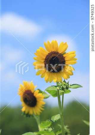 夏天圖像太陽花花 9749325