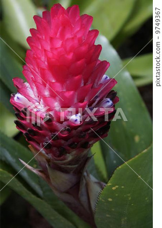 Kennelia Alluensis 9749367