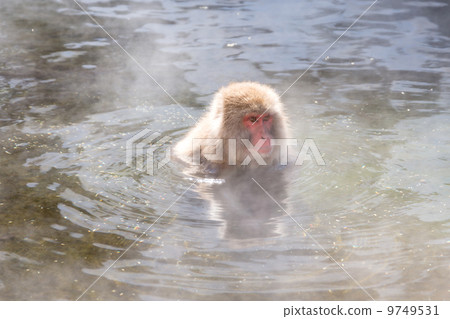 進入溫泉的猴子 進入溫泉的猴子 9749531