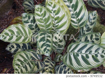 Foliage plant  9749532