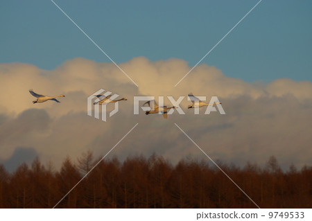 天空中的烏斯基在天空中的天鵝 9749533