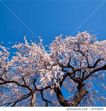 Branch cherry blossoms of Jizo Zen master 9749608