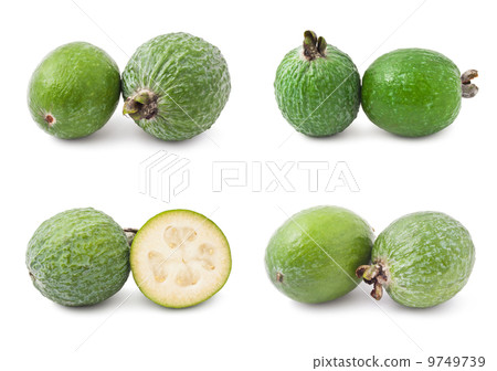 Feijoa Feijoa 9749739