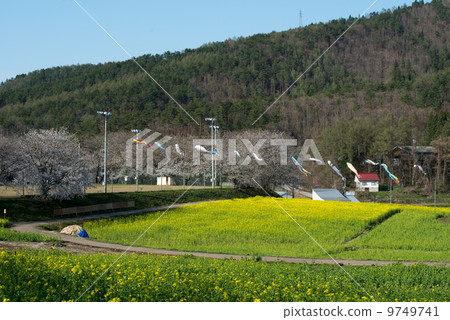 Cherry blossoms in full bloom and rape fields and carp streamers Cherry blossoms in full bloom and rape fields and carp streamers 9749741