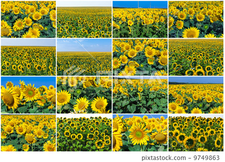 Sunflowers 9749863