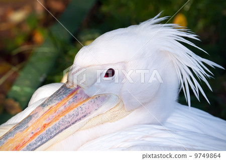Pelican Pelican 9749864