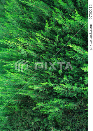 Cypress Background 9750013