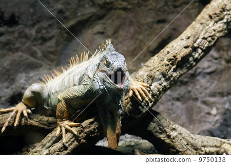 Iguana On Tree Iguana On Tree 9750138