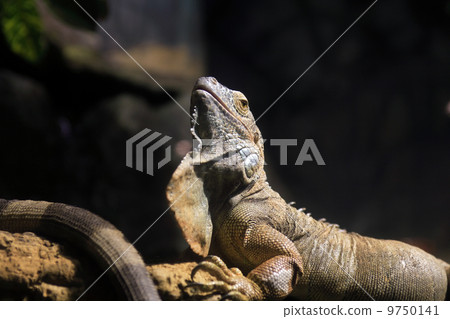 Iguana On Dark Iguana On Dark 9750141