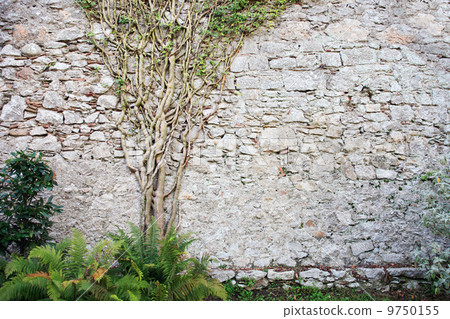 Tree On The Wall Tree On The Wall 9750155