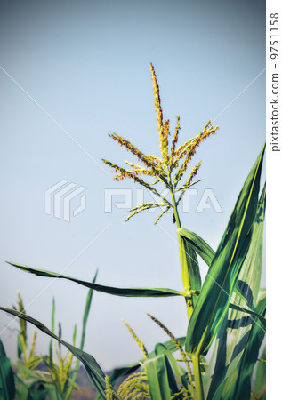 Corn flower Corn flower 9751158
