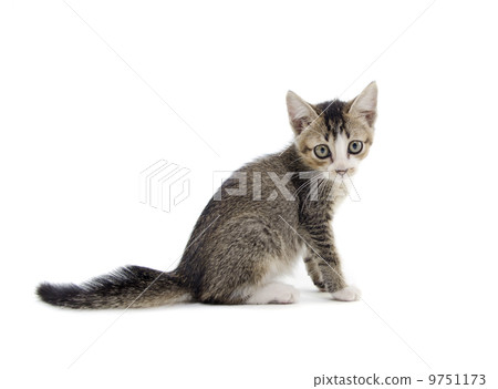 malaysian stray kitten isolated on white malaysian stray kitten isolated on white 9751173