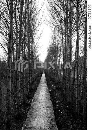 endless trees endless trees 9751193