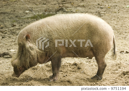wild boar 9751194