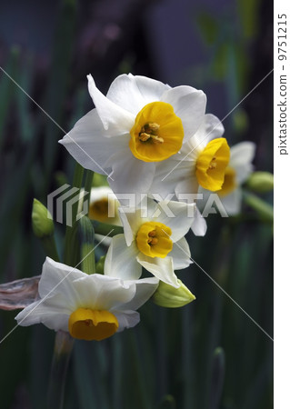 水仙 9751215