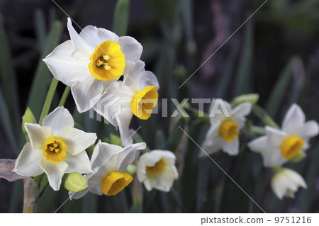 水仙 水仙 9751216