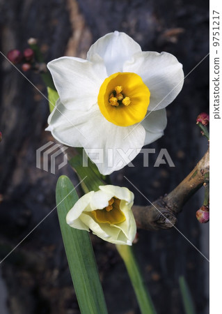 Narcissus 9751217