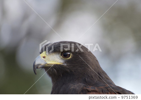 A hawk A hawk 9751369