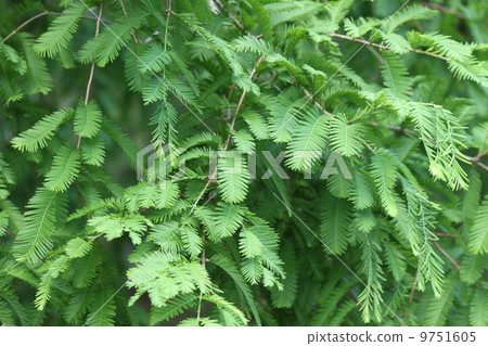 Metasequoia leaves　 9751605